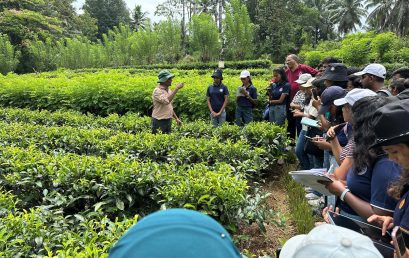 Third-Year Undergraduate Students Gain Hands-On Training at Tea Research Institute, Kuruvita